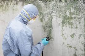 Best Mold Documentation for Insurance Claims  in Canton, TX